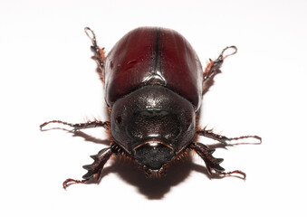 European rhinoceros beetle (Oryctes nasicornis) is a large flying beetle belonging to the subfamily Dynastinae. Imago, a female insect.
