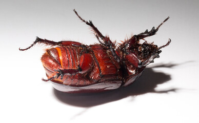 European rhinoceros beetle (Oryctes nasicornis) is a large flying beetle belonging to the subfamily...