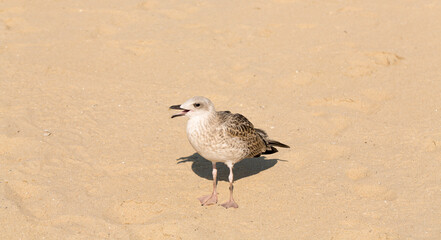 European herring gull (Larus argentatus). A young waterfowl on the sand by the sea. The chick.