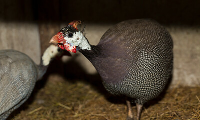Domestic guineafowl, sometimes called pintade, pearl hen, or gleany.