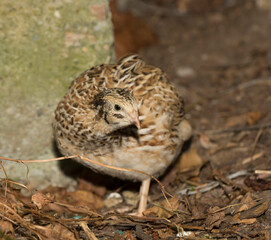 Common quail (Coturnix coturnix), or European quail, is a small ground-nesting game bird in the pheasant family Phasianidae.