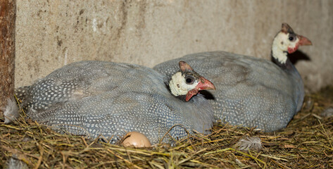 Domestic guineafowl, sometimes called pintade, pearl hen, or gleany.