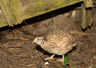 Common quail (Coturnix coturnix), or European quail, is a small ground-nesting game bird in the pheasant family Phasianidae.