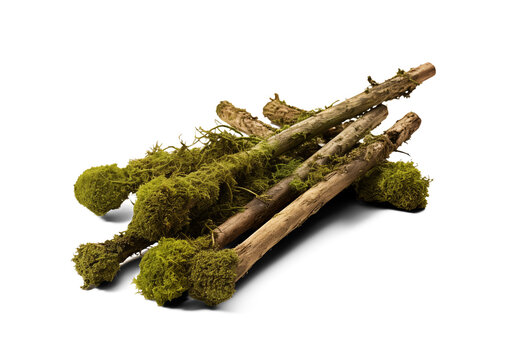 Set of sticks covered in lichen or moss isolated on transparent background. Generative AI