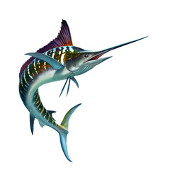Striped marlin on white, fish sword. Realistic isolated illustration PNG. - 692240986