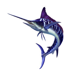 Striped marlin on white, fish sword. Realistic isolated illustration PNG. - 692240998