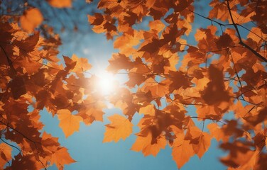 Beautiful autumn background with orange autumn leaves against the blue sky and sunrays