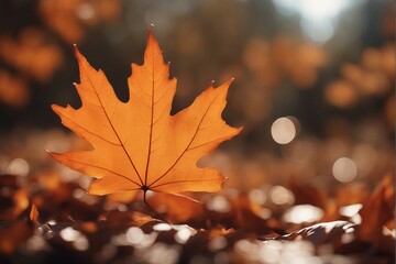 Beautiful orange autumn maple leaf close up in natural park with soft focus in sunlight