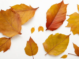 Dry leaves on white background.