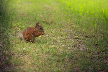 squirrel on the grass