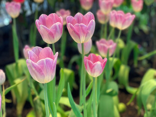 Tulips are blooming in the garden.