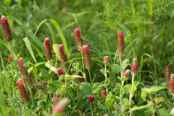 夏の道端に咲いた、赤いストロベリーキャンドル