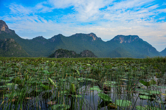 Inmenso paisaje de nenúfares en un lago de ensueño en Tailandia.