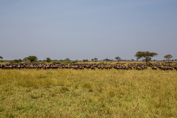 Masses of wildebeest in the great migration of the Serengeti and Masai Mara in East Africa.