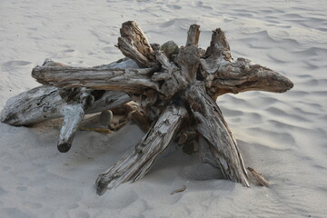 drewniany stwór wyrzucony przez morze na brzeg