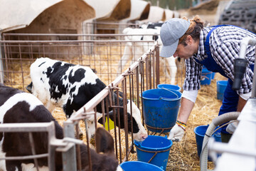 Focused adult male farmer in uniform with bucket of water caring of calves on dairy livestock farm...