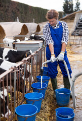Confident farmer fills buckets with milk for calves at cow farm