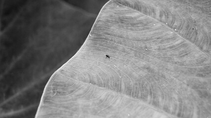 A black and white photograph and closeup shot of an ant on a taro leaf.