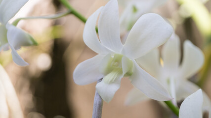 A close shot of white orchids, focusing on one flower, as light casts vanilla tint background.