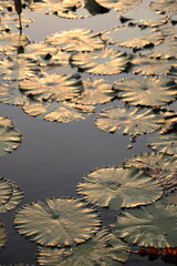 A Verdant Symphony: A Kaleidoscope of Green Lotus Blooms