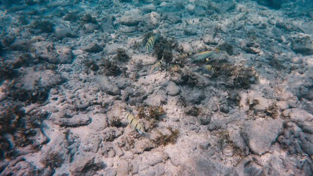 Close up view of Mullus barbatus fish with their long whiskers explore sandy tropical bottom with seaweed in search of food. Colorful Labridae fish swim underwater in caustic rays of light over reef