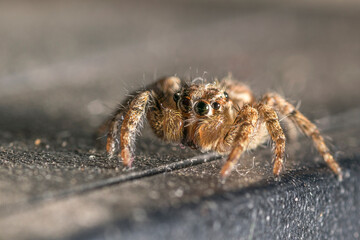 Jumping Spider