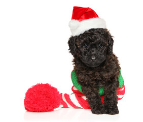 A Toy Poodle puppy in a New Year s hat