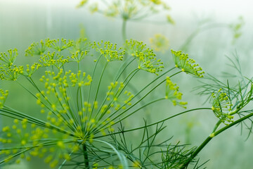 Large inflorescence of dill plant on blurred green background for publication, design, poster,...