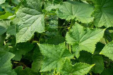 Cucumbers plant growing in greenhouse, close-up. Green background from cucumber plant for publication, poster, calendar, post, screensaver, wallpaper, postcard, banner, cover. High quality photo