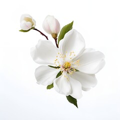 Fototapeta premium white cherry blossom