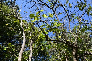 Ehretia dicksonii ( Euonymus sieboldianus ) tree. Boraginaceae deciduous shrub. The flowering period is from March to July and the fruiting period is from July to November.