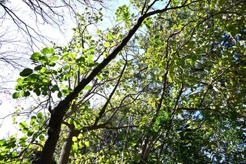 Ehretia dicksonii ( Euonymus sieboldianus ) tree. Boraginaceae deciduous shrub. The flowering period is from March to July and the fruiting period is from July to November.
