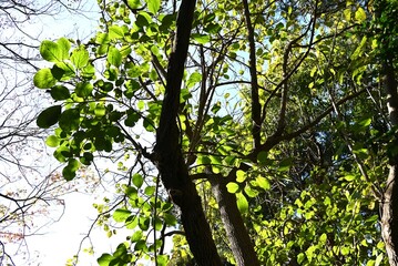 Ehretia dicksonii ( Euonymus sieboldianus ) tree. Boraginaceae deciduous shrub. The flowering period is from March to July and the fruiting period is from July to November.