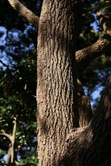 Ehretia dicksonii ( Euonymus sieboldianus ) tree. Boraginaceae deciduous shrub. The flowering period is from March to July and the fruiting period is from July to November.