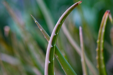 aloe vera tree A lonely close-up shot.