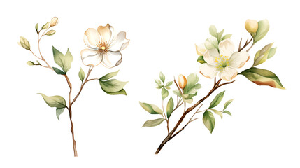 Branch flower, watercolor clipart illustration with isolated background.