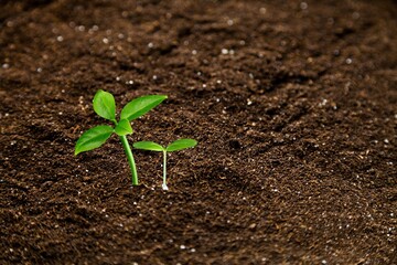 Young soy green fresh sprouts planted