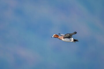 紅葉した青い山をバックにさっそうと飛ぶヒドリガモ オス