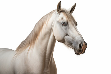 Fototapeta premium White Arabian Horse close-up portrait on a white background. 