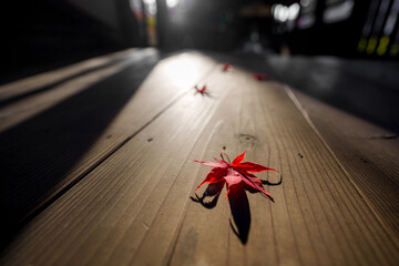 寺院の廊下に落ちた色鮮やかに色付いたもみじの紅葉の葉っぱ