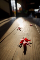 寺院の廊下に落ちた色鮮やかに色付いたもみじの紅葉の葉っぱ