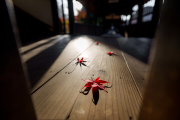寺院の廊下に落ちた色鮮やかに色付いたもみじの紅葉の葉っぱ