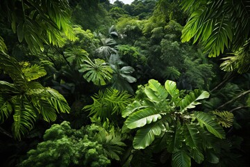 Photo of a lush tropical rainforest canopy from above. Generative AI - obrazy, fototapety, plakaty