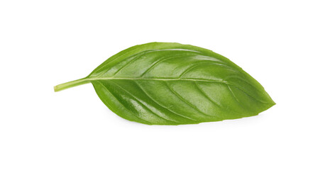 One green basil leaf isolated on white