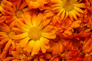 Beautiful fresh calendula flowers as background, closeup