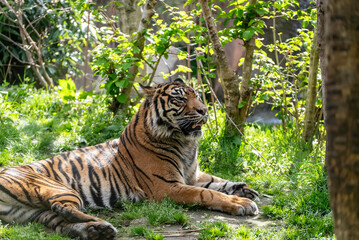 休息するスマトラトラ