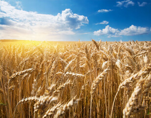 小麦畑と青空 Generative AI	