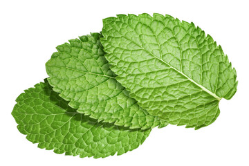 Fresh green mint leaves isolated on white