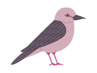 gray color small bird grenada dove endangered species pretty cute nature animal wildlife creature