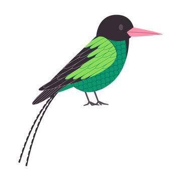 green and black color small bird red billed streamertail species with long tail pretty cute nature animal wildlife creature